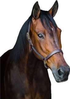 For the Horse